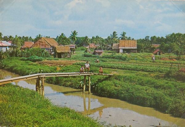 A vegetable farm in Punggol, 1970s.